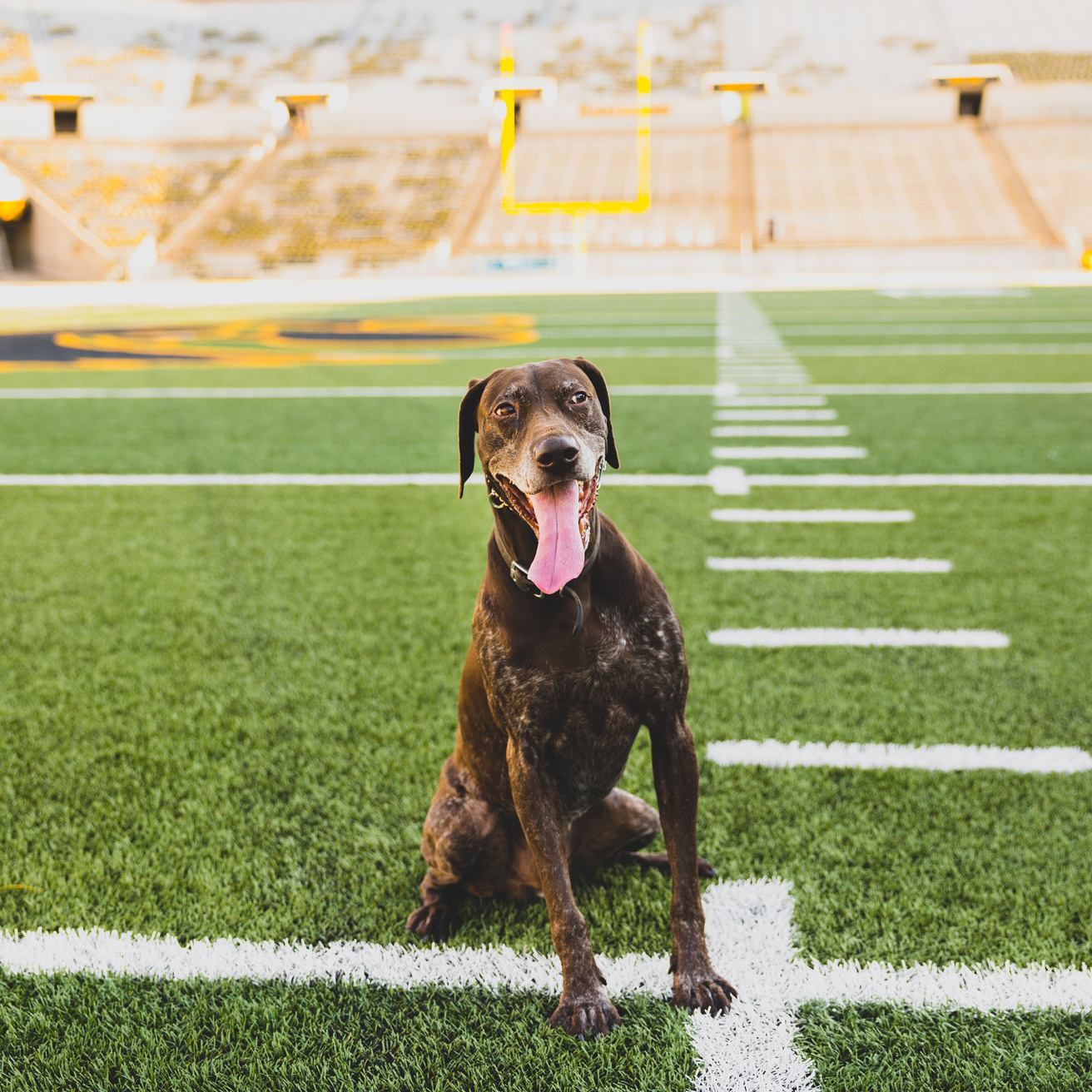 K9 Hogan poses for a photo at Kinnick Stadium