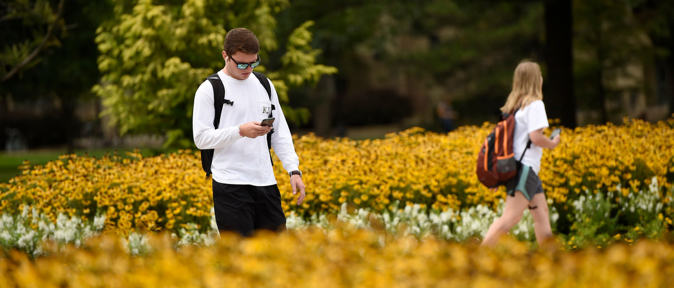 A student looks at his cell phone while walking across campus. Sunflowers are in the foreground.