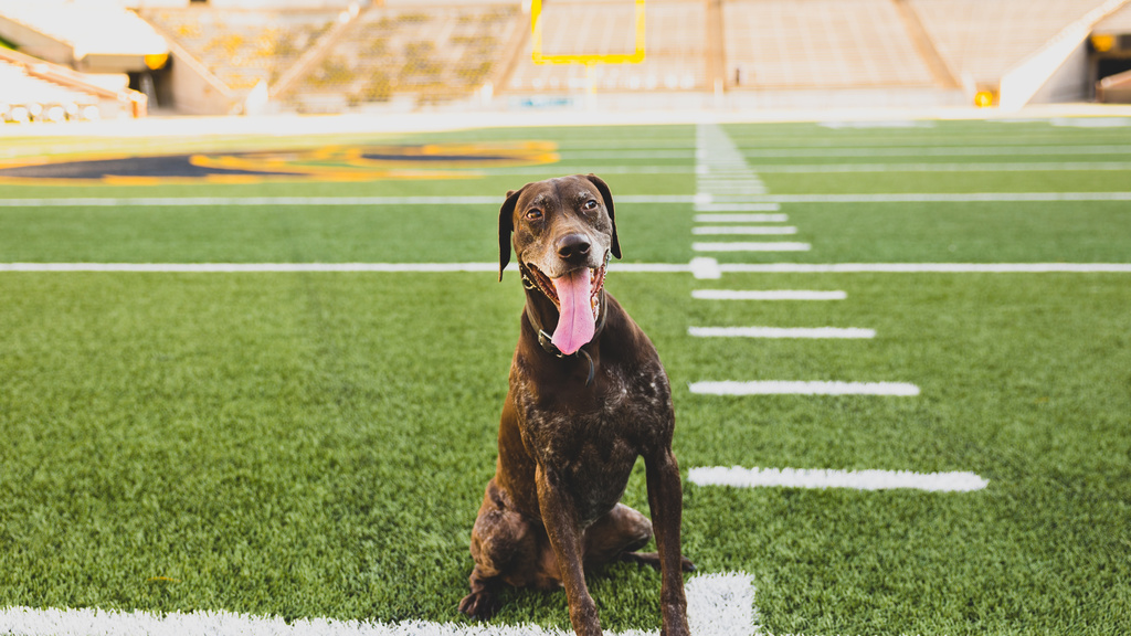 K9 Hogan poses for a photo at Kinnick Stadium